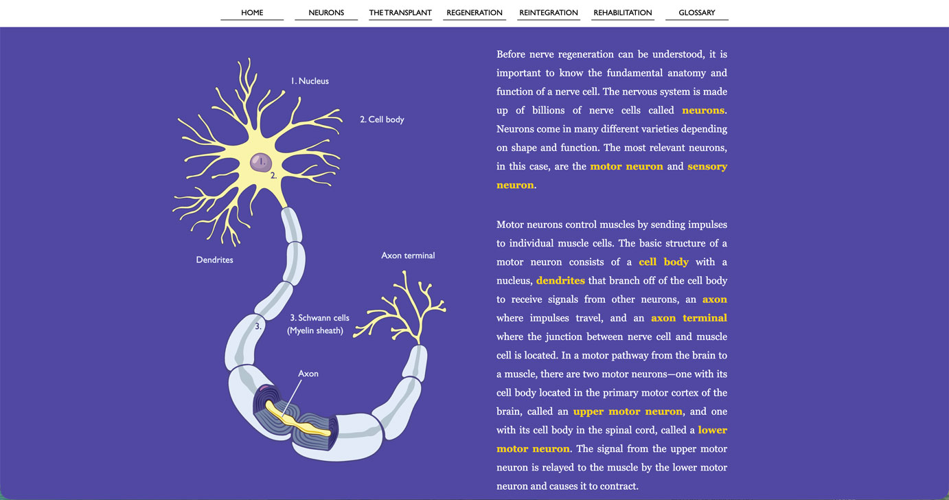 RoadtoRecovery_NeuronsSection
